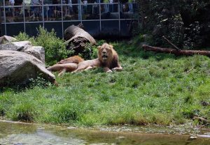 Den inneren Schweinehund überlisten - mit Selbstliebe gelingt es dir Deinen Sport regelmäßig zu praktizieren