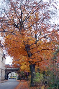 münchner momente München vermissen