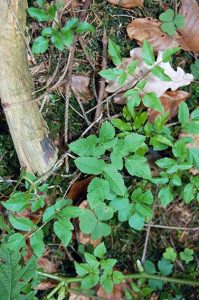 Heilpflanzen im Frühling: Giersch