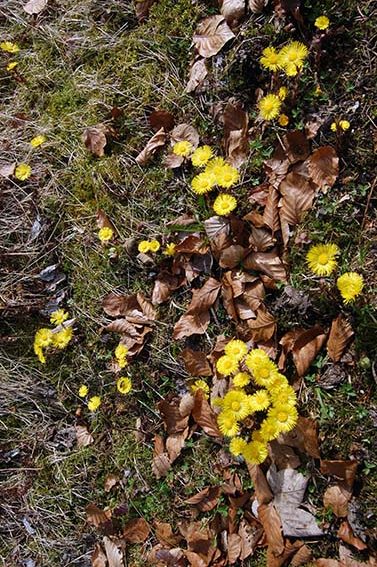 Heilpflanzen im Frühling: Huflattich