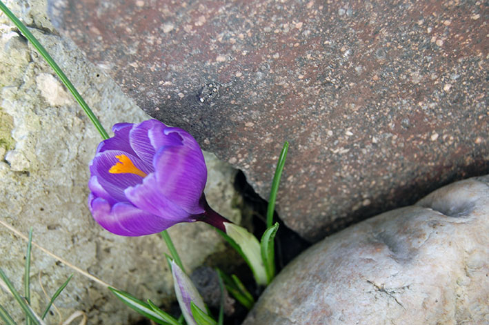 Stille im Frühling - Frühllingsfarben