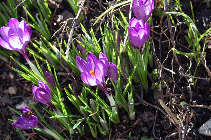 Stille im Frühling