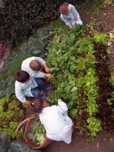 Mittagessen aus dem Schulgarten