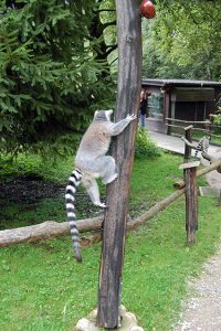 Fotobuch Tutorial Ebbser Zoo