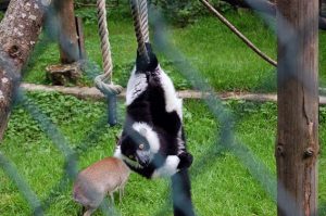 Fotobuch Tutorial Ebbser Zoo