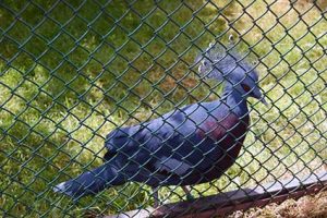 Fotobuch Tutorial Ebbser Zoo