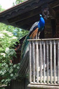 Fotobuch Tutorial Ebbser Zoo