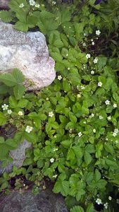 Erdbeere als Heilpflanze