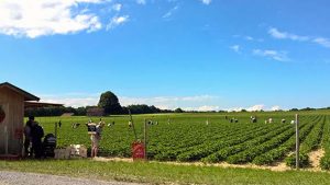 Erdbeere als Heilpflanze - Beerenernte: wie wir Mitsommer in den Bergen verbringen