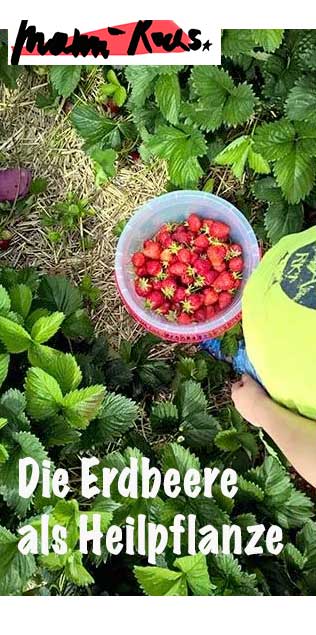 Die Erdbeere als Heilpflanze