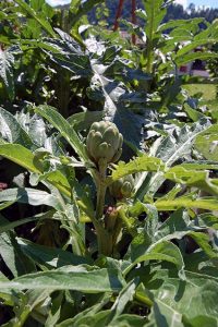 Artischocke als Heilmittel