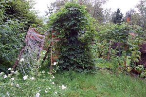 Kräuter für die Mama: Hopfen