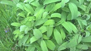 Gemüsegarten und Kräuterbeet