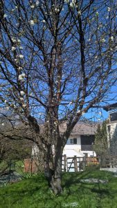 Hechtsee bei Kiefersfelden