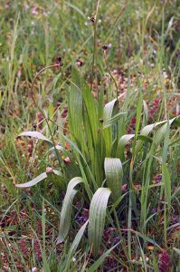 Spitzwegerich und Breitwegerich Hustensirup selber machen! Außerdem: Erste Hilfe bei Insektenstichen