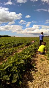 Erdbeeren pflücken auf dem Erdbeerfeld: So verbringen wir Mittsommer in den Bergen