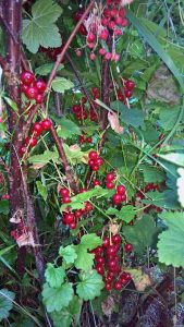Gärtner mit Kindern: Johannisbeeren ernten: Das gehört für mich zum Mittsommer in den Bergen