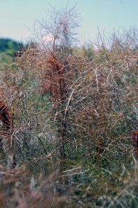 Bronzefenchel als besonders ansehnlicher Vertreter der Fenchel