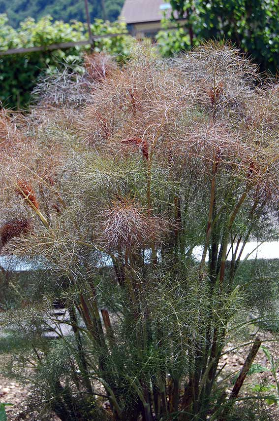 Bronzefenchel als besonders ansehnlicher Vertreter der Fenchel