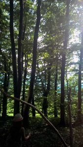 wills du umweltbewusst leben? Zeige deinen Kindern den Wald!