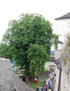 Ritterfest auf der Burg Kufstein