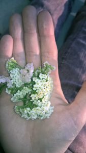 Warum Du Schafgarbe in deiner Hausapotheke haben solltest - Kräutermamas