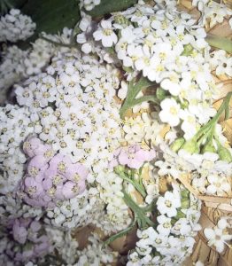 Warum Du Schafgarbe in deiner Hausapotheke haben solltest - Kräutermamas