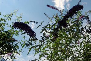 Yoga im Freien - die kleinen Momente achten und genießen