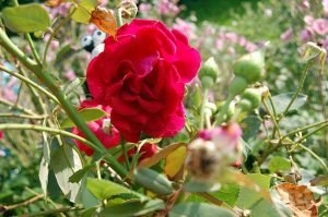 Trauern mit Kindern und der gute alte Alltag