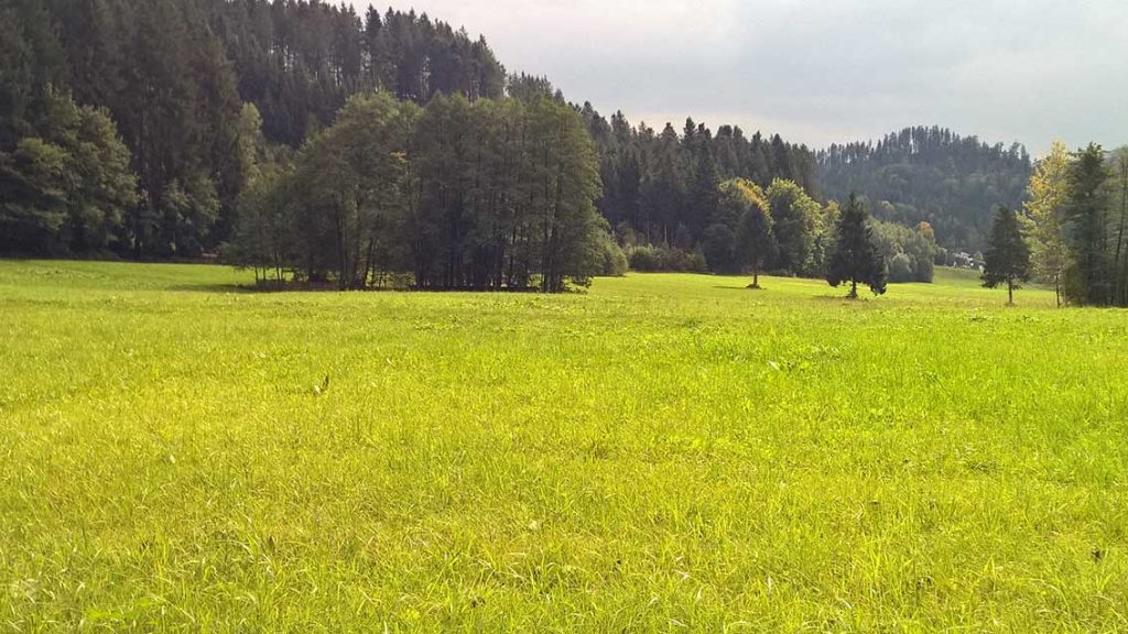 Spielen im Wald: für Naturkinder und alle, die es sein wollen