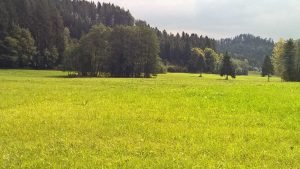 Spielen im Wald: für Naturkinder und alle, die es sein wollen