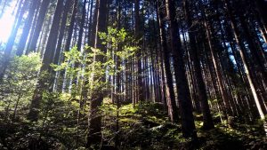 Spielen im Wald: für Naturkinder und alle, die es sein wollen