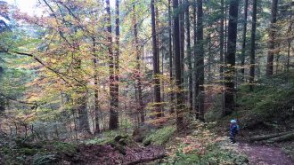 Spielen im Wald: für Naturkinder und alle, die es sein wollen