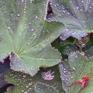 Wissen weiser Frauen: Spielen im Wald: für Naturkinder und alle, die es sein wollen