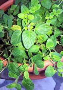 Heimisches Superfood: Tomaten, Oregano und Basilikum