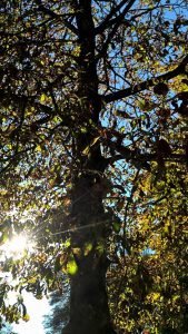 Beste Biergarten mit Kindern in München