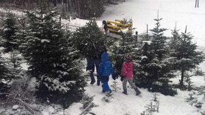 Christbaum selber schlagen: Hol Dir Deinen Tannenbaum aus dem Wald