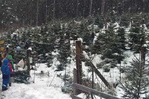 Christbaum selber schlagen: Hol Dir Deinen Tannenbaum aus dem Wald