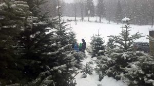 Christbaum selber schlagen: Hol Dir Deinen Tannenbaum aus dem Wald