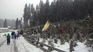 Christbaum selber schlagen: Hol Dir Deinen Tannenbaum aus dem Wald