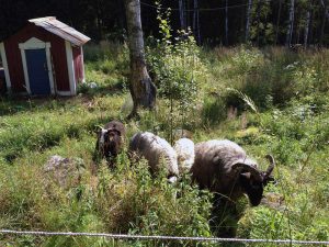 Nachhaltiger Familienurlaub als WWOOFFERS