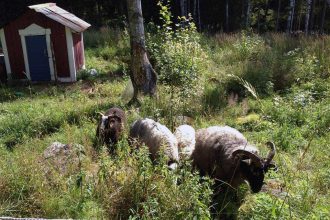 Nachhaltiger Familienurlaub als WWOOFFERS