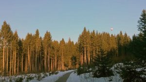 Spuren lesen im Winterwald