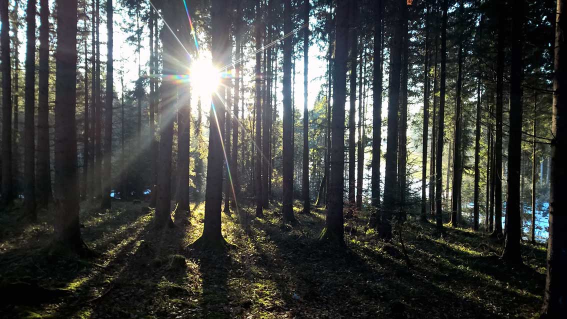 Spuren lesen im Winterwald