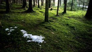 Spuren lesen im Winterwald