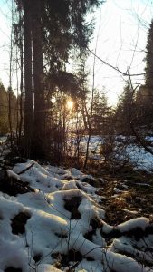 Spuren lesen im Winterwald