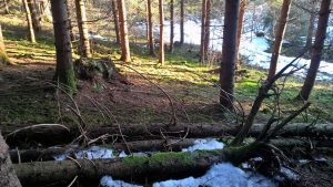Spuren lesen im Winterwald