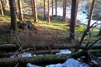 Spuren lesen im Winterwald