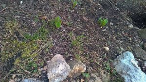 Endlich Frühling in Berg und Tal! Ein schönes Wochenende unter uns!