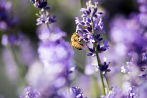 Lavendel, Kräutermärchen für Kinder, Ätherische Öle für Schulkinder - sanfte Unterstützung aus der Natur